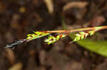 Plantainleaf sedge